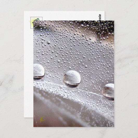 Dew Drops on Spider Web Galaxy Nature ポストカード (正面/裏面)