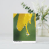 Dewdropエレガンス:黄色い花の花弁クローズアップ ポストカード (スタンド正面)