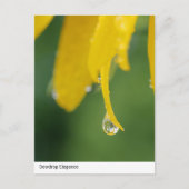 Dewdropエレガンス:黄色い花の花弁クローズアップ ポストカード (正面)
