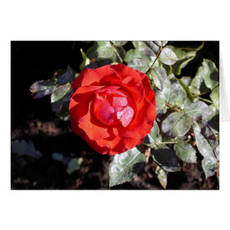 Dewy上がりました