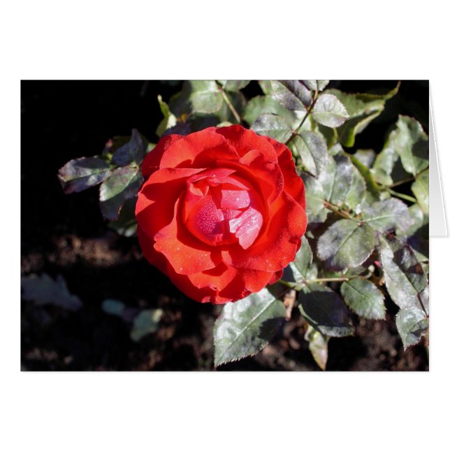 Dewy上がりました (正面横)