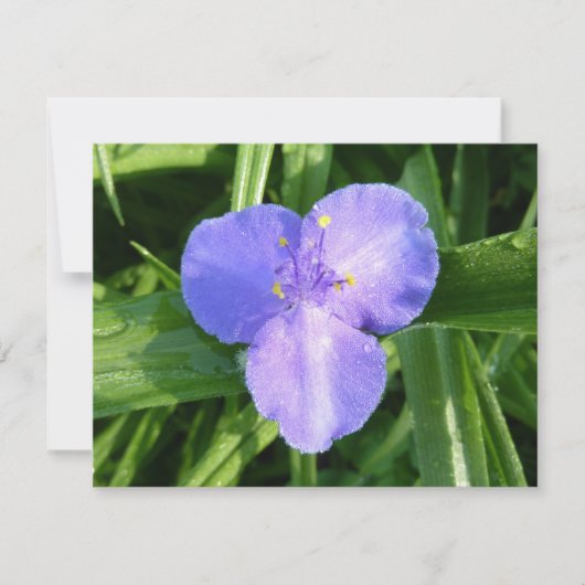 Dewy Trillium Spring Wildflower (正面)