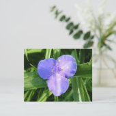 Dewy Trillium Spring Wildflower (スタンド正面)