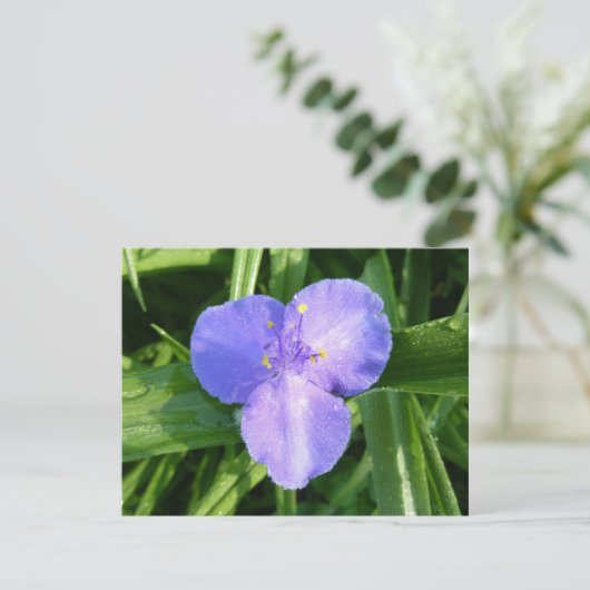 Dewy Trillium Spring Wildflower (スタンド正面)