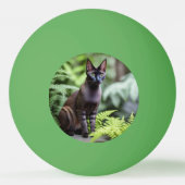 Dexter黒いシャム猫、ピンポンボール 卓球ボール (正面)