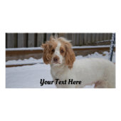 Dexter in the Snow – Glossy Poster Print ポスター (正面)