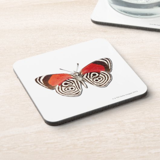 Diaethriaのclymena コースター (左側)