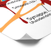 Diagram Complete Neuron Cell Nerve Nervous System  ポスター (角)