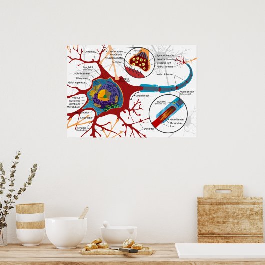 Diagram Complete Neuron Cell Nerve Nervous System  ポスター (キッチン)