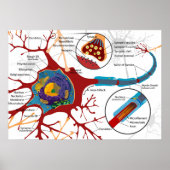 Diagram Complete Neuron Cell Nerve Nervous System  ポスター (正面)