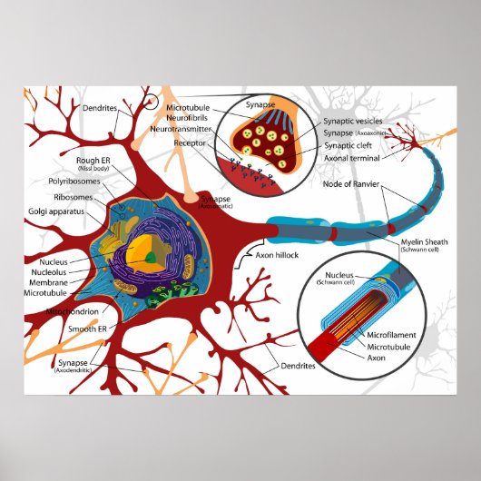 Diagram Complete Neuron Cell Nerve Nervous System  ポスター (正面)
