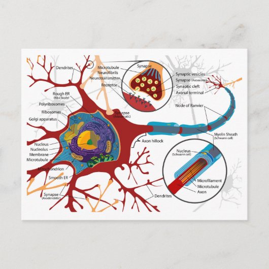 Diagram Complete Neuron Cell Nerve Nervous System ポストカード (正面)