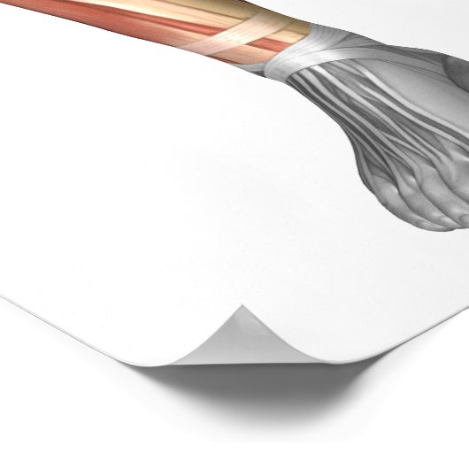 Diagram Illustrating Muscle Groups On Leg Front ポスター (角)