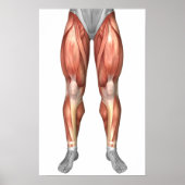 Diagram Illustrating Muscle Groups On Leg Front ポスター (正面)