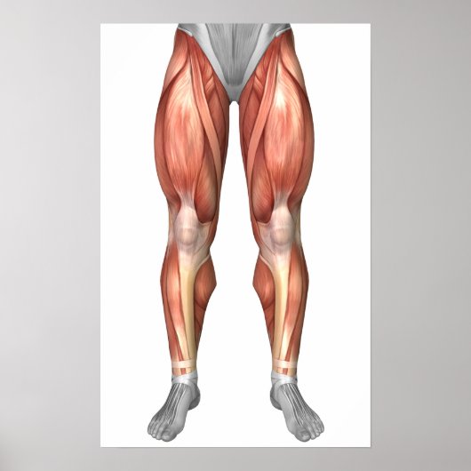 Diagram Illustrating Muscle Groups On Leg Front ポスター (正面)