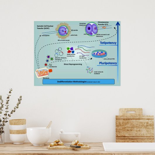 Diagram of Cellular Differentiation Methods ポスター (キッチン)