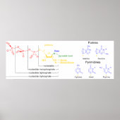 Diagram of the Major Nucleotide Molecules ポスター (正面)