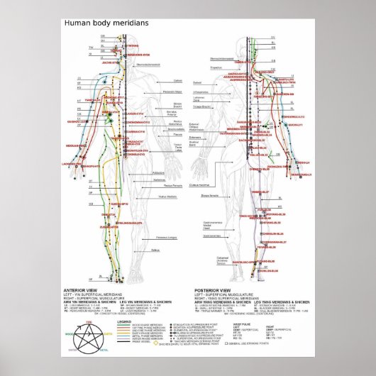 Diagram Schematic Chinese Meridians Human Body ポスター (正面)