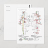  Diagram Schematic Chinese Meridians Human Body  ポストカード (正面/裏面)