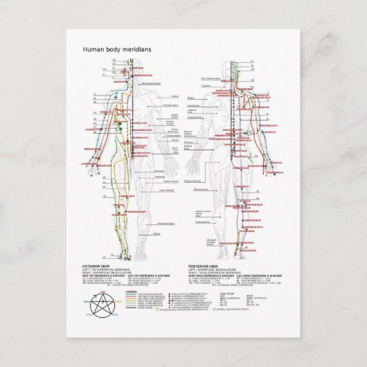  Diagram Schematic Chinese Meridians Human Body  ポストカード (正面)