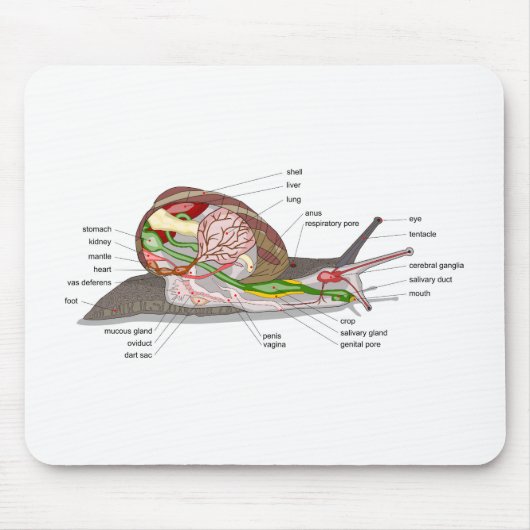 Diagram snail Helix aspersa split-sectioned organ  マウスパッド (正面)