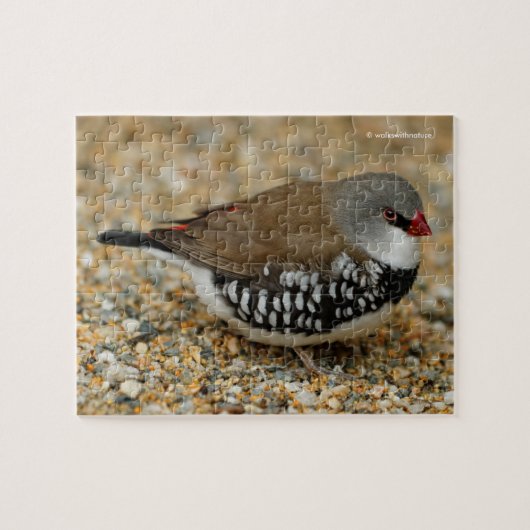 Diamond Firetail Finch ジグソーパズル (横)