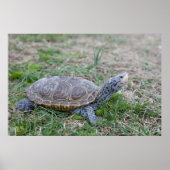diamondback terrapin turtle poster print ポスター (正面)