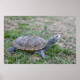diamondback terrapin turtle poster print ポスター