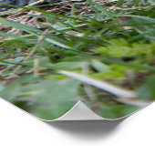 diamondback terrapin turtle poster print ポスター (角)