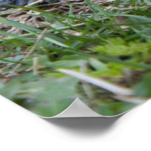 diamondback terrapin turtle poster print ポスター (角)