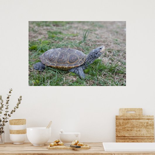 diamondback terrapin turtle poster print ポスター (キッチン)