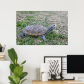 diamondback terrapin turtle poster print ポスター (ホームオフィス)