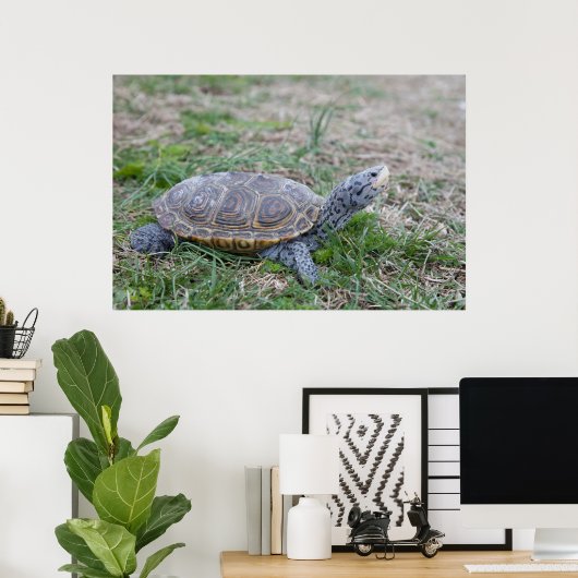 diamondback terrapin turtle poster print ポスター (ホームオフィス)