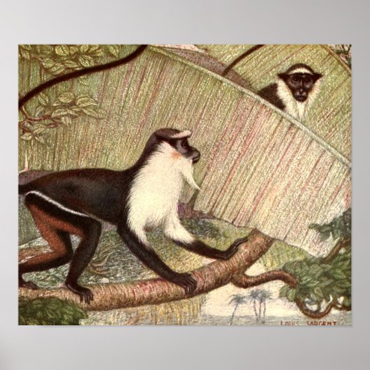 Diana Monkey by Louis Sargent,ヴィンテージ野生動物 ポスター (正面)