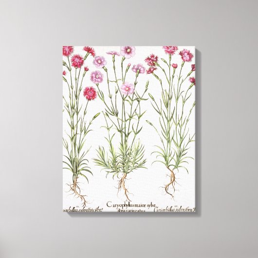 Dianthusの様々な品種、'Hortus Eyから キャンバスプリント (正面)