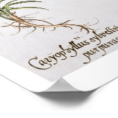 Dianthusの様々な品種、'Hortus Eyから ポスター (角)