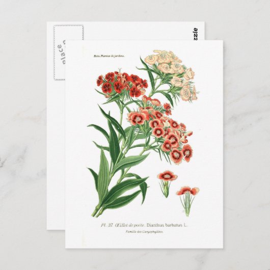 Dianthus barbatus (スウィートウィリアム) ポストカード (正面/裏面)