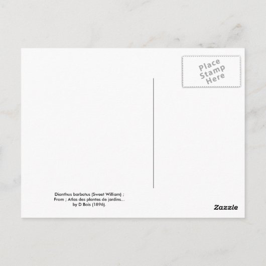 Dianthus barbatus (スウィートウィリアム) ポストカード (裏面)