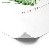 Dianthus caryophyllus (Carnation) ポスター (角)