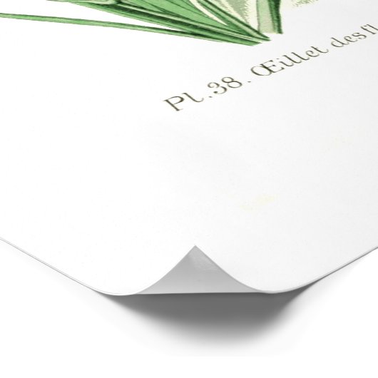 Dianthus caryophyllus (Carnation) ポスター (角)