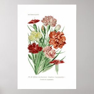 Dianthus caryophyllus (Carnation) ポスター
