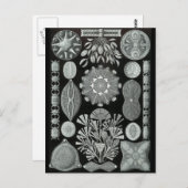 Diatoms ポストカード (正面/裏面)
