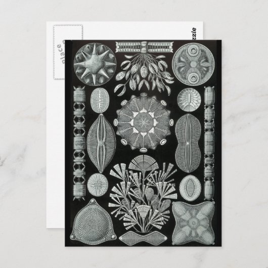 Diatoms ポストカード (正面/裏面)
