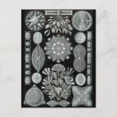 Diatoms ポストカード (正面)