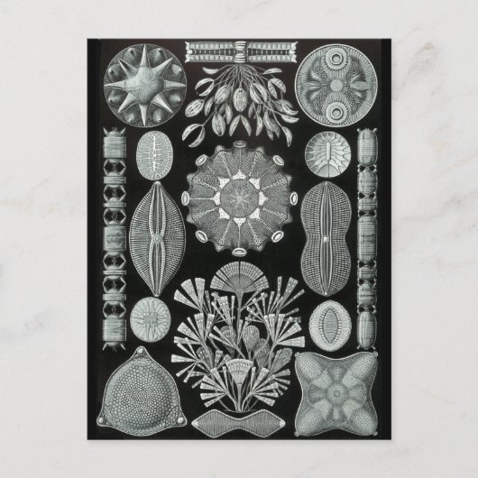 Diatoms ポストカード (正面)