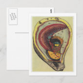 Dibble_Artworks_140_Oysters ポストカード (正面/裏面)