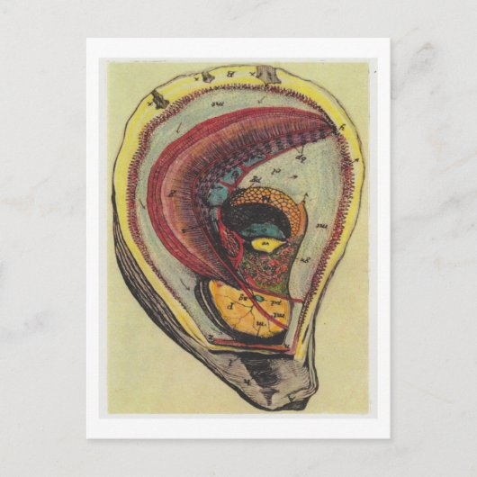 Dibble_Artworks_140_Oysters ポストカード (正面)