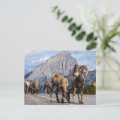 Dickhornschafe in den Rocky Mountains ポストカード (スタンド正面)