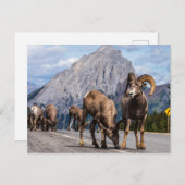 Dickhornschafe in den Rocky Mountains ポストカード (正面/裏面)