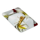 Die Asiatische Blütenmantis マグネット (右側)